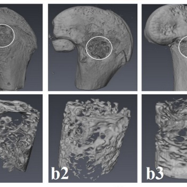بازسازی نقایص استخوانی در مدل استئونکروز استخوان فمور خرگوش با استفاده از داربست‌های کامپوزیتی پلی (اپسیلون-کاپرولاکتون) و نانو ذرات ویلمایت چاپ شده به صورت سه بعدی
